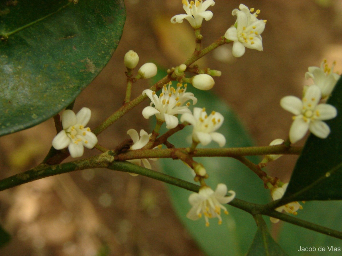 Glycosmis mauritiana (Lam.) Tanaka